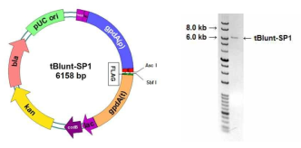 Aspergillus oryzae에서 β-glucosidase와 α-L-arabinofranosidase의 발현을 위한 expression vector 디자인.