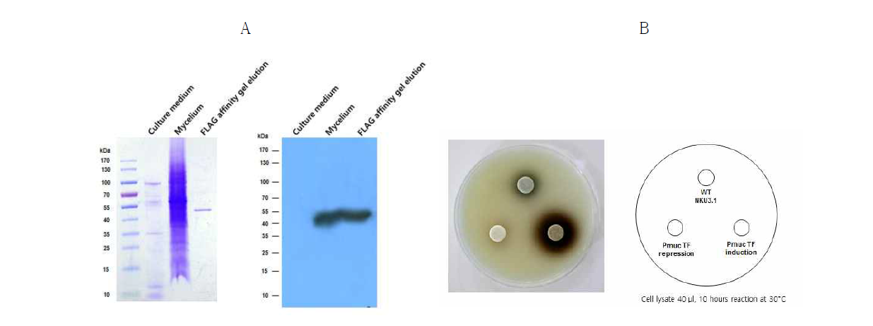 형질전환체로부터 분리한 β-glucosidase (A)와 분리된 β-glucosidase의 활성측정 (B).