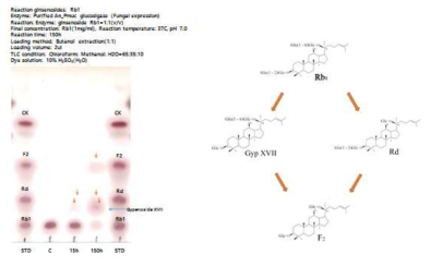 Pmuc 형질전환체로부터 분리한 β-glucosidase의 효소활성 시험.