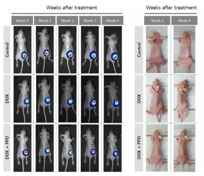 유방암 동물모델에서 진세노사이드 보조치료법 평가