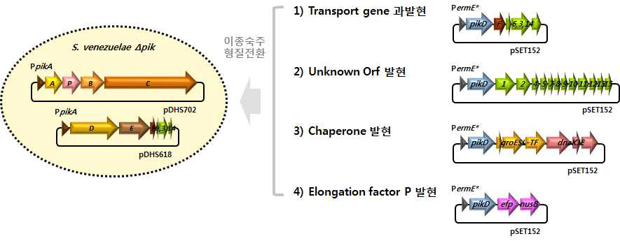 Epothilone 생산 수율 향상을 위한 발현 시스템 최적화 전략