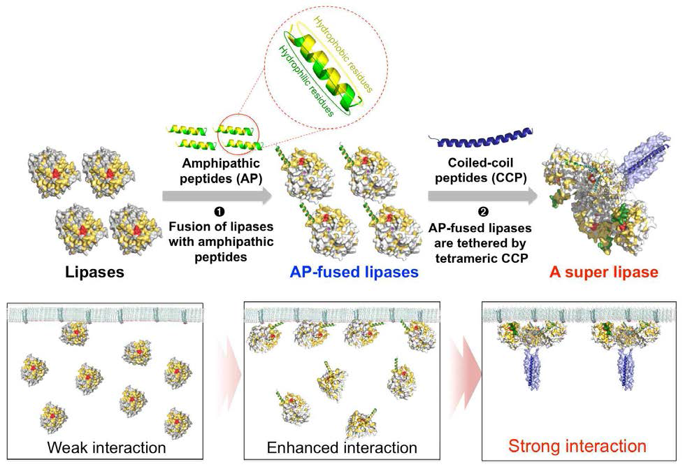 양친매성 및 다중합 펩타이드를 통한 슈퍼리파아제 구축 모식도. 리파아제에 양친매성 펩타이드를 결합시키고 이를 다중합 펩타이드를 통해 결박시킴으로써 슈퍼리파아제를 구축.