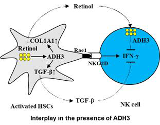 간성상세포 및 NK 세포에서의 ADH3의 세포특이적 역할. 간섬유화발생에서 세포특이적으로 간성상세포에서는 ADH3활성이 간섬유화를 촉진시키는 반면, NK세포에서의 ADH3의 활성은 간섬유화를 억제시키는 기전임
