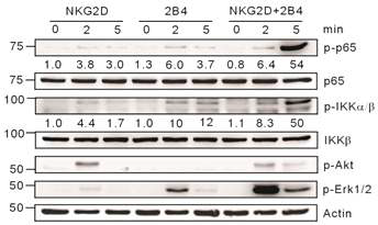자연살해세포 암세포제거 핵심인자 NF-κB의 활성화에 특정 면역수용체의 상호보완적인 조합(NKG2D+2B4)이 필수적임을 발견