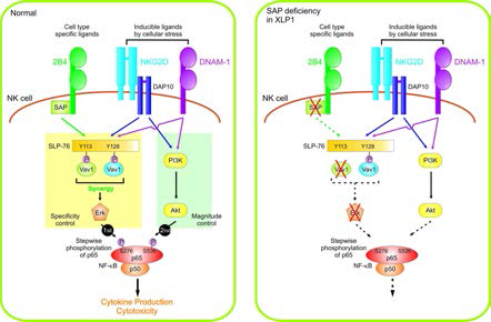 관련 기전연구를 통해 Vav1-p65의 단계적 인산화가 NF-κB 활성화에 핵심적이며 수용체 조합에 결함이 있는 환자 NK cell 경우 NF-κB 활성화와 암세포 제거에 심각한 결함이 관찰됨