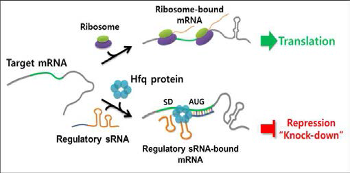 합성 조절 RNA (합성 조절 sRNA 혹은 sRNA) 기술은 야생형 미생물에서 유전자의 발현을 조절하는 조절 sRNA를 이용하여 사용자가 목표로하는 유전자의 발현을 억제할 수 있는 기술임.