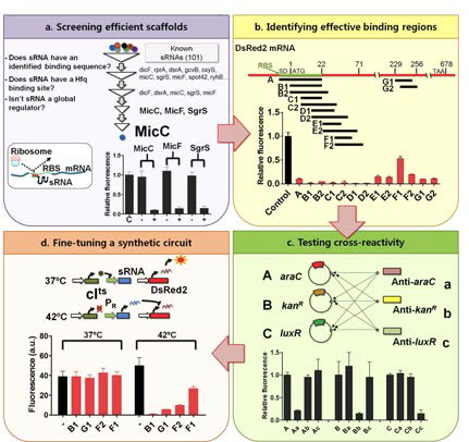 합성 조절 sRNA에 활용할 구조체 선정, binding region의 선정, cross activity test 등을 통해서 기술이 개발됨.