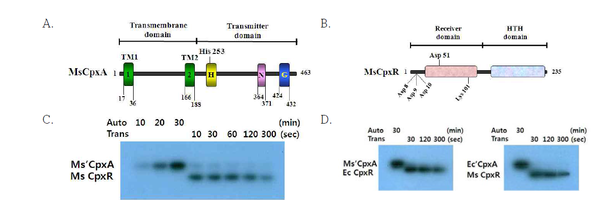 M. succiniciproducens의 인지 단백질 CpxA (A), 조절 단백질 CpxR (B) 도식도 및 Cpx 단백질의 자가인산화 (C) 및 인산기 전이 반응 (D).