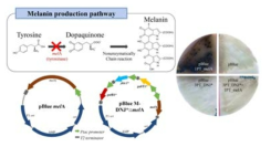 구축된 스크리닝 시스템을 통하여 tyrosine 첨가에 따른 melanin 생성 및 DNJ에 의한 발현 억제 확인.