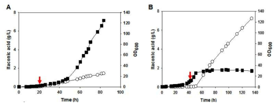 배양 조건의 최적화 후 이타콘산 생산량 증대 양상