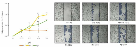 진세노사이드 변이체의 HUVECs에서 세포증식(좌) 및 세포이주 효능(우)