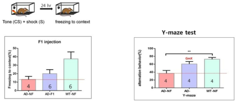 치매모델생쥐에서 Y-maze, fear conditioning 기억테스트를 이용하여 F1에 의한 기억향상 효능 검증.