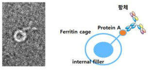 monovalent 페리틴에 항체를 부착한 복합체. 전자현미경사진