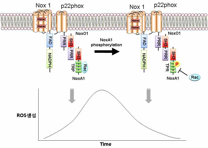 NoxA1의 인산화에 따른 활성산소 생성 조절