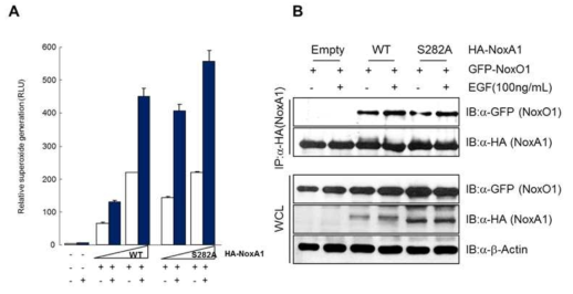 NoxA1 인산화에 따른 활성산소종의 생성변화와 NoxO1 결합의 변화