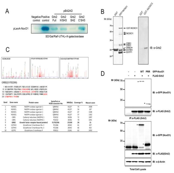 NoxO1의 결합단백질인 Grb2
