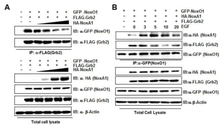 NoxA1의 발현양에 따른 NoxO1과 Grb2 결합 변화
