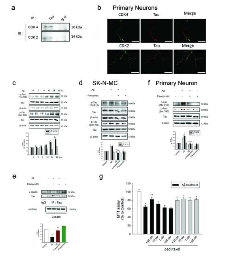 Aβ에 의해 증가된 cyclins/CDKs는 tau를 인산화 시켜 신경세포의 자가사멸을 초래함.