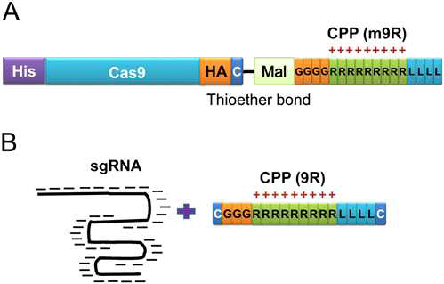 Cas9및 sgRNA와의 펩타이드 연결 구조.