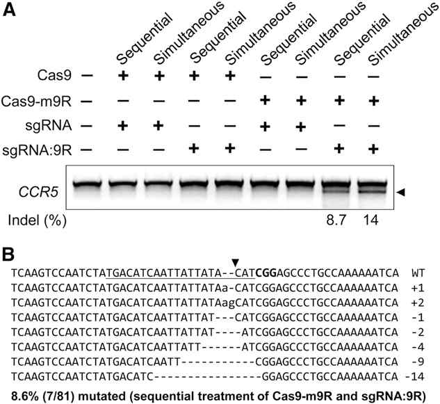 세포 내에서 Cas9 및 sgRNA와 CPP 펩타이드의 연결체가 세포 내 특정 유전자에 작용.