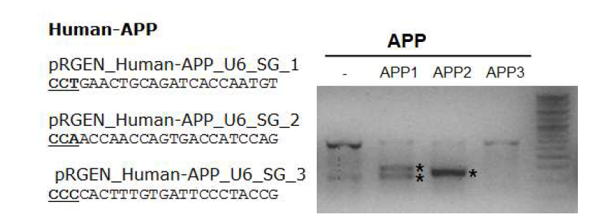 제작된 APP 유전자에 작용하는 3세대 유전자가위 및 효율 검증
