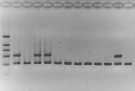 NSE/APPsw transgenic mice의 genotyping