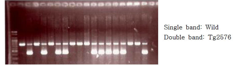 Tg2576 mice의 genotyping