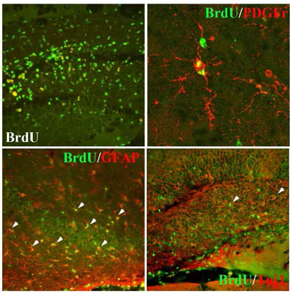 이식 전 BrdU로 표지된 공여세포는 NSE/APPsw mice 해마 내 광범위하게 이주 및 생착이 관찰됨.