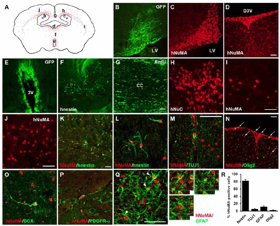 알츠하이머병 동물모델 뇌에서 이식된 인간 신경전구세포의 분포 및 분화