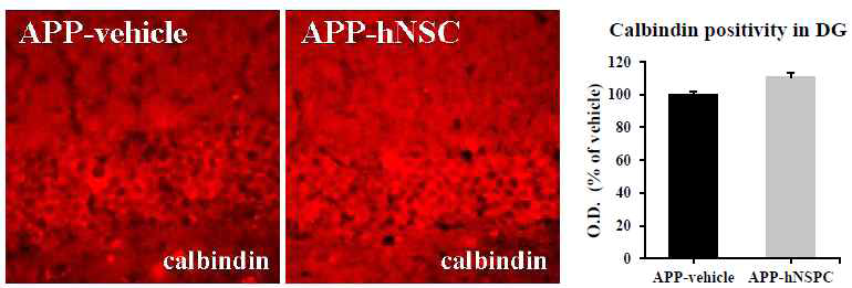 세포와 vehicle 이식한 각 NSE/APPsw mice에서의 cabindin 발현정도 비교분석.
