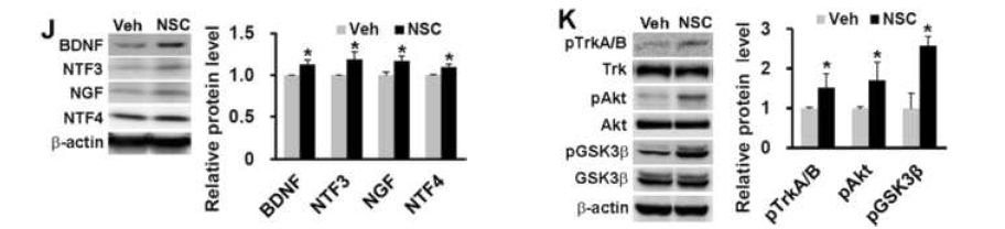 인간 신경전구세포를 이식받은 알츠하이머 동물모델에서의 Trk/Akt/GSK3β signaling