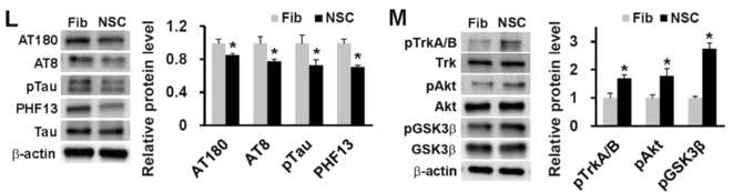 알츠하이머병 세포모델을 통한 인간 신경전구세포 배양액의 tau의 인산화 억제와 Trk/Akt/GSK3β signaling 활성