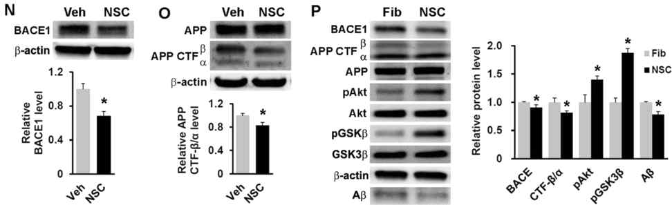 알츠하이머병 동물모델 및 세포모델을 통한 인간 신경전구세포의 APP processing 억제를 통한 Aβ양 감소와 Akt/GSK3β signaling 활성
