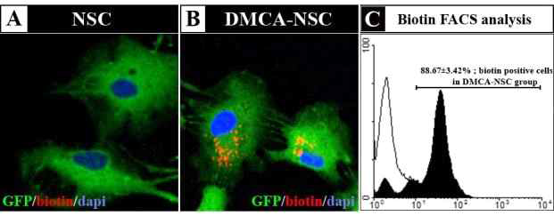 이중모드 나노입자(DMCA)에 biotin을 결합시켜 인간 신경전구세포에 도입여부 확인