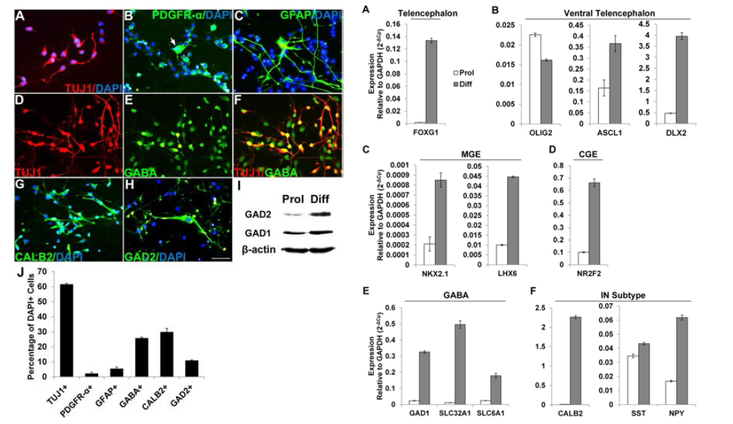 인간 신경전구세포는 각 신경세포 특이적 marker(Tuj1, GFAP, PDGFr)를 발현할 뿐만 아니라, 가바성 신경원 세포 marker(GABA, CALB, GAD2) 발현