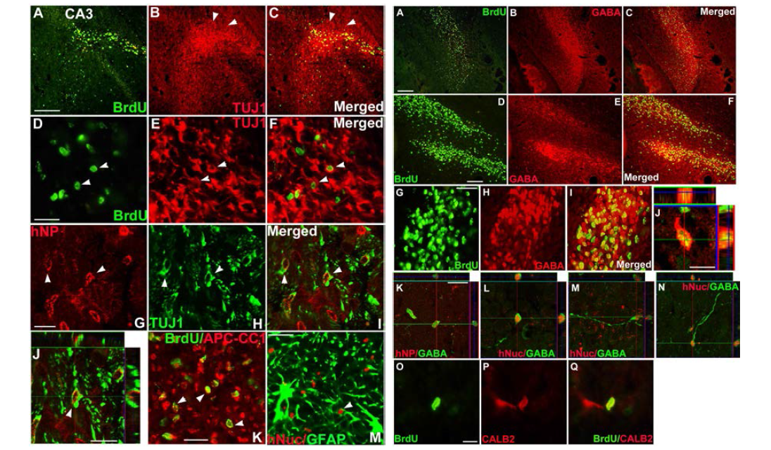 BrdU로 표지된 공여세포는 킨들링 모델의 해마 내 광범위하게 이주 및 생착하여 각 신경세포 특이적 marker(Tuj1,GFAP, APCCC1) 및 가바성 신경원세포 marker (GABA, CALB2)를 발현
