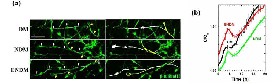 인간 신경전구세포의 분화조건에 따른 전기생리학적 변화를 측정