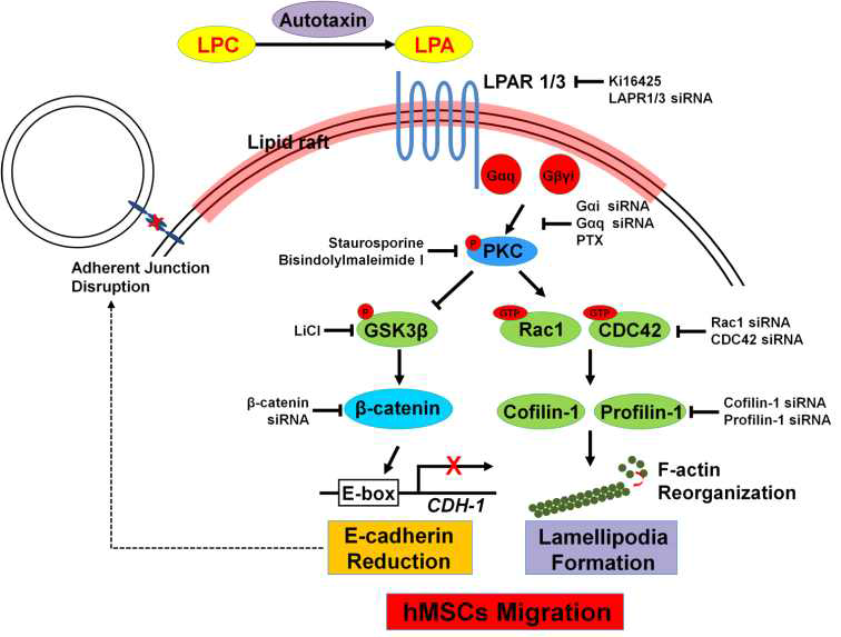 LPA에 의한 세포부착 단백질 와해와 세포 골격 재배열을 통한 세포 이동능 촉진에 대한 모식도.