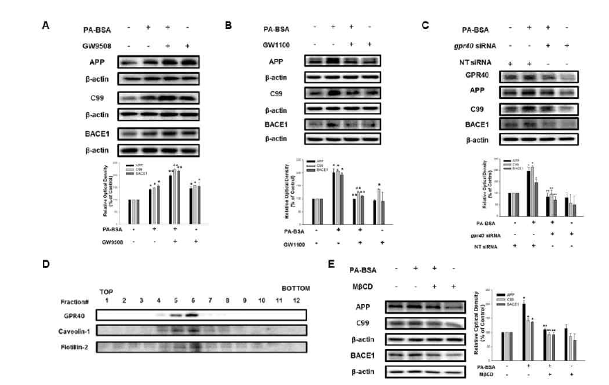 PA-BSA가 lipid raft에 존재하는 GPR40을 통해 APP와 BACE1의 단백질 발현을 증가시킴.