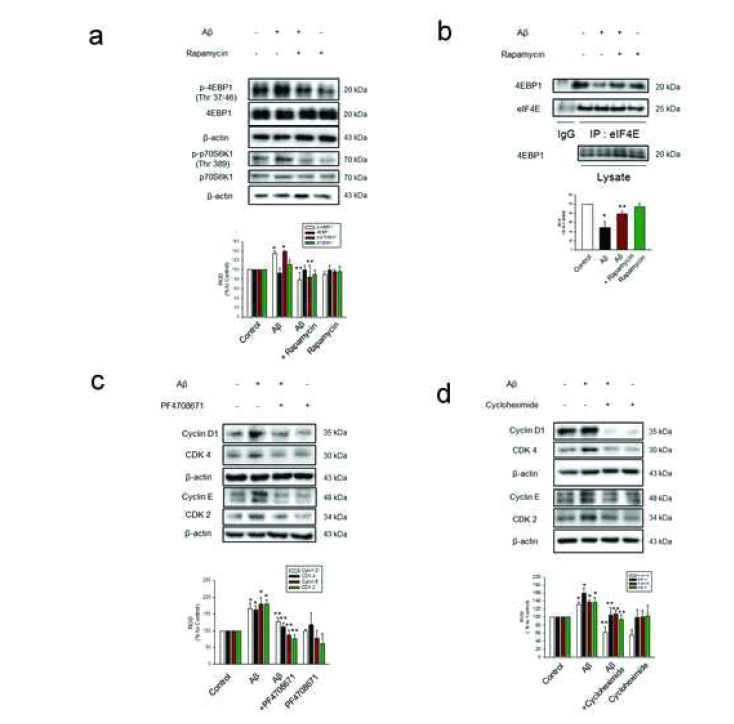 Aβ에 의해 유도된 mTORC1의 인산화는 cyclinD₁/CDK4와 cyclinE/CDK2의 발현을 조절함.