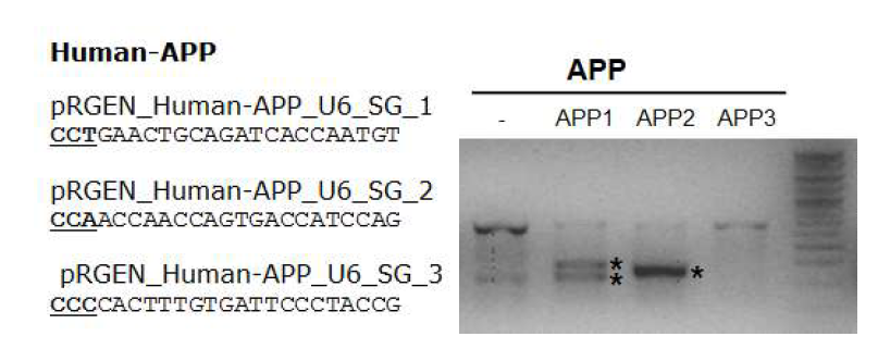 제작된 APP 유전자에 작용하는 3세대 유전자 가위 및 효율 검증