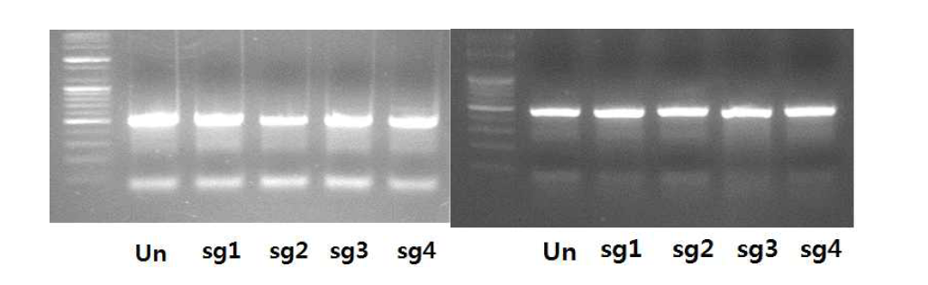T7E1 분석 법을 통한 APP Swedish 돌연변이 작용 sgRNA 활성 측정