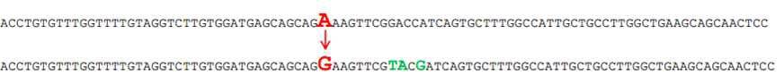 유전자 교정을 위한 공여 DNA 및 제한효소 위치