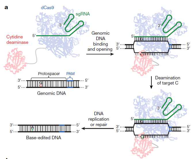 제 3세대 유전자 가위를 기반으로 한 새로운 유전자 교정 단백질 개발.