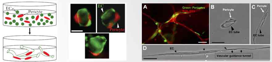 In vitro 3D collagen matrix 상에 혈관내피세포 공배양을 통한 혈관형성 입증