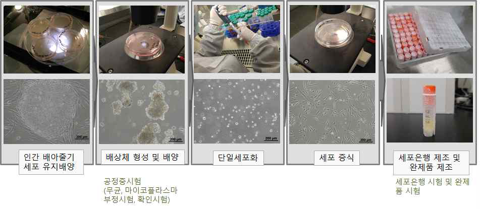 인간 배아줄기세포 유래 혈관주위전구세포의 분화방법 모식도