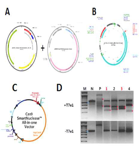 Toolgen의 pRGEN vector 및 CRISPR/Cas9 vector, 유전자 가위 검증을 위한 assay