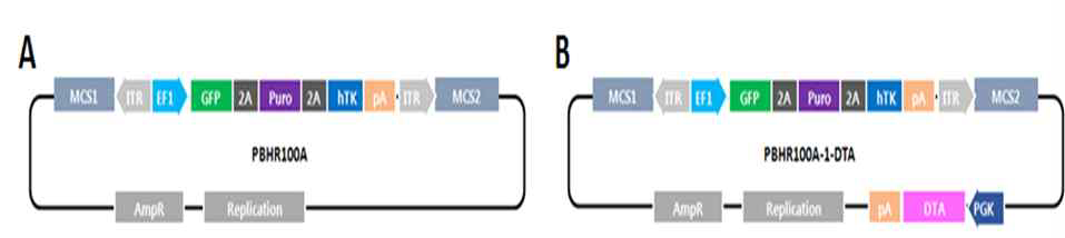 유전자편집을 위한 homologous recombination targeting vector들