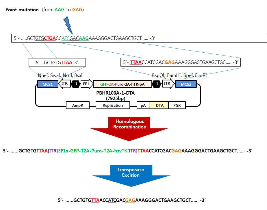 PBHR100A-DTA vector의 cassette 양쪽 끝에 있는 multicloning site(MCS)에 유전자 교정을 위한 정상유전자서열을 클로닝한 후, 세포에 transfection 시켜 HR 유도. Transposase를 발현시켜 casssette를 제거하면 비정상유전자서열이 정상유전자로 치환됨.