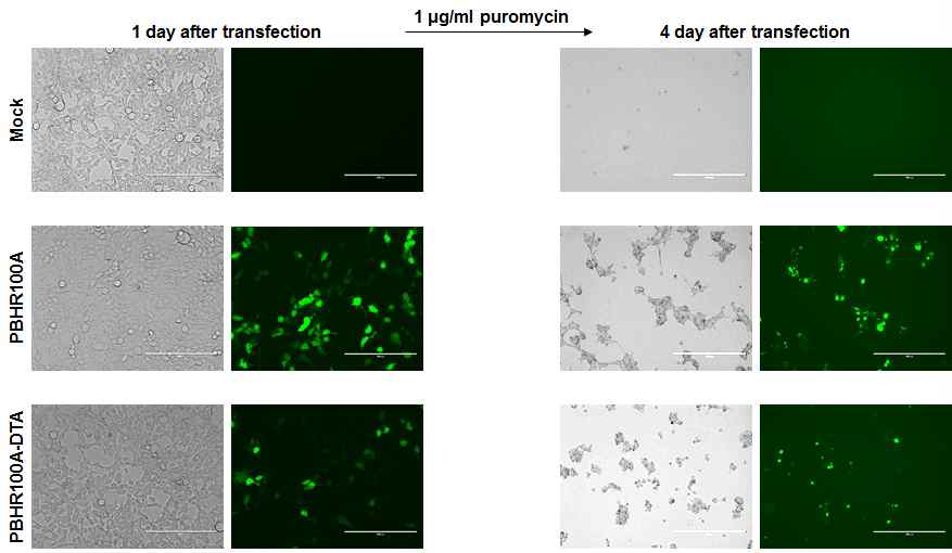 Homologous recombination targeting vector의 selection marker 작동 검증